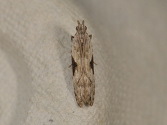 Hypatima rhomboidella