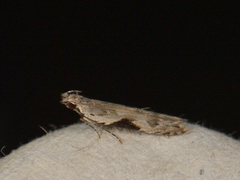 Hypatima rhomboidella