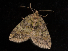 Seljebuskmåler (Hydriomena furcata)