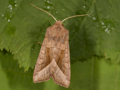 Brunt stengelfly (Hydraecia micacea)