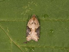 Buskflatvikler (Acleris laterana)