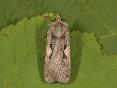 C-tegnet bakkefly (Xestia c-nigrum)