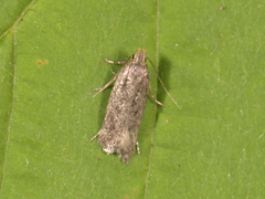 Depressaria radiella