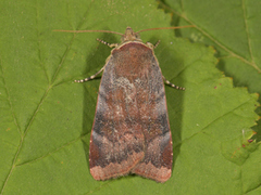 Fiolett båndfly (Noctua janthe)