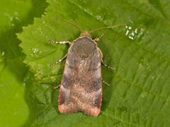 Fiolett båndfly (Noctua janthe)