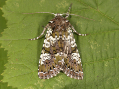 Flekkfly (Crypsedra gemmea)