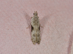 Hypatima rhomboidella