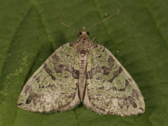 Seljebuskmåler (Hydriomena furcata)