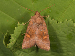 Stengelfly (Amphipoea)