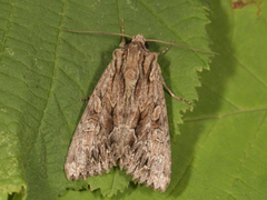 Stort engfly (Apamea monoglypha)