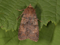 Augustteglfly (Diarsia dahlii)