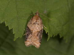 Buskflatvikler (Acleris laterana)