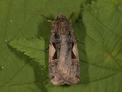 C-tegnet bakkefly (Xestia c-nigrum)