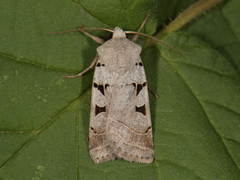 Grått kilefly (Eugnorisma glareosa)