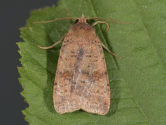 Augustteglfly (Diarsia dahlii)