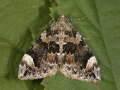 Bueskogmåler (Dysstroma truncata)