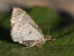 Bueskogmåler (Dysstroma truncata)