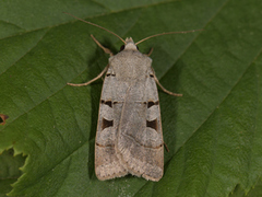 Grått kilefly (Eugnorisma glareosa)