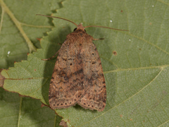 Augustteglfly (Diarsia dahlii)