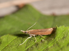 Okernebbmott (Agriphila tristella)