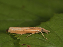 Okernebbmott (Agriphila tristella)