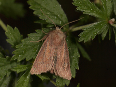 Starrfly (Denticucullus pygmina)