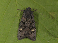 Stort lyngheifly (Aporophyla nigra)