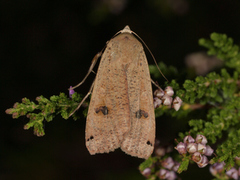 Hagebåndfly (Noctua pronuba)