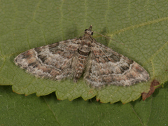 Revebjelledvergmåler (Eupithecia pulchellata)