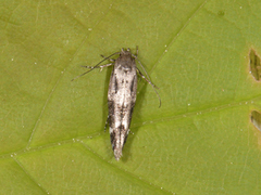 Mompha sturnipennella