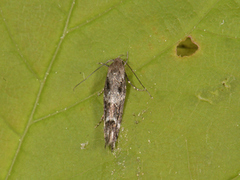 Mompha sturnipennella