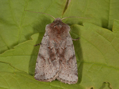 Fiolett vårfly (Cerastis rubricosa)