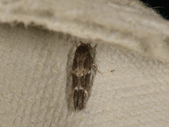 Mompha sturnipennella