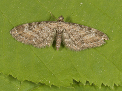 Engdvergmåler (Eupithecia satyrata)