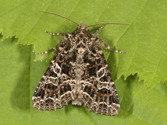 Fiolett nellikfly (Sideridis rivularis)