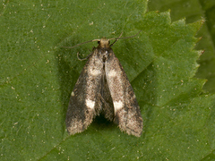 Incurvaria pectinea