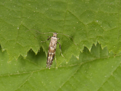 Syrinminérmøll (Gracillaria syringella)