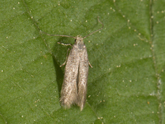 Agonopterix