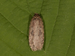 Agonopterix