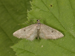 Grandvergmåler (Eupithecia tantillaria)