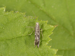 Mompha sturnipennella