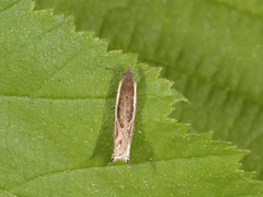 Stripesigdvikler (Ancylis apicella)