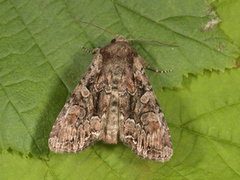 Busklundfly (Lacanobia thalassina)