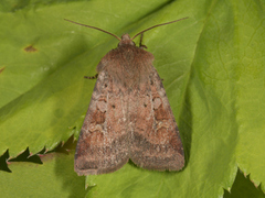 Skogteglfly (Diarsia mendica)