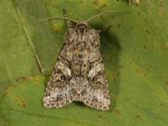 Gulflekkfly (Hada plebeja)