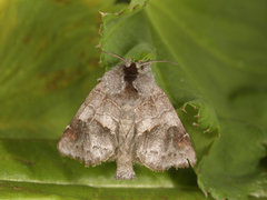 Rødflekkstjertspinner (Clostera curtula)