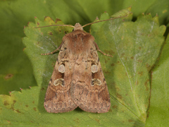 Skogteglfly (Diarsia mendica)