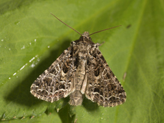 Fiolett nellikfly (Sideridis rivularis)