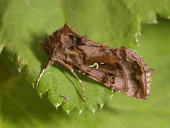 Fiolettbrunt metallfly (Autographa pulchrina)