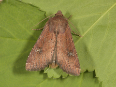 Rødt fjellengfly (Apamea schildei)